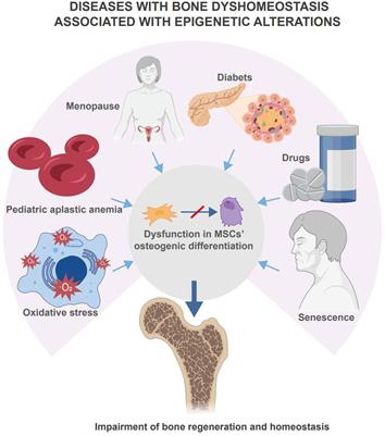 Frontiers | Epigenetic Control Of Mesenchymal Stem Cells Orchestrates ...